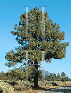 Picture of Pinus coulteri 