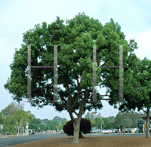 Picture of Podocarpus gracilior 