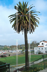 Picture of Phoenix canariensis 