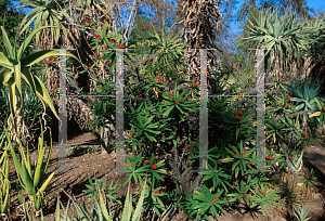 Picture of Euphorbia pedilanthoides x milii 'Breonii'