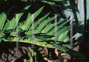 Picture of Encephalartos arenarius 