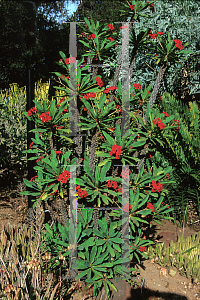 Picture of Euphorbia milii x lophocona 
