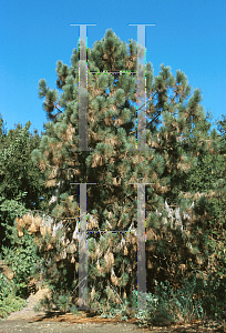 Picture of Pinus coulteri 