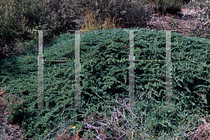 Picture of Juniperus communis var. saxatilis 