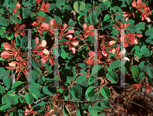 Picture of Bauhinia spp. 