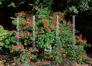 Picture of Bauhinia spp. 