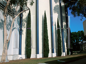 Picture of Cupressus sempervirens 