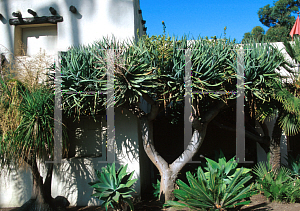 Picture of Dracaena draco 