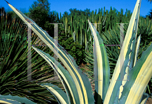 Picture of Agave americana 'Medio'