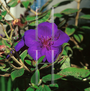 Picture of Tibouchina urvilleana 