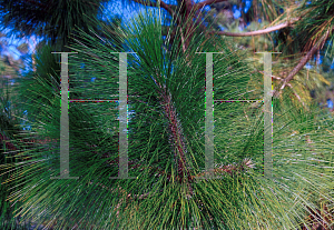 Picture of Pinus canariensis 