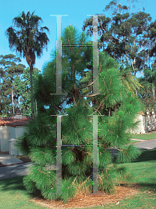 Picture of Pinus canariensis 