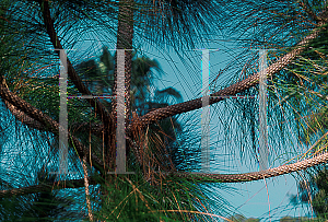Picture of Pinus canariensis 