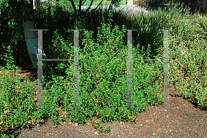 Picture of Cistus x purpureus 