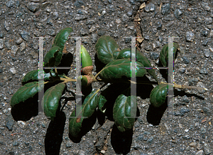 Picture of Quercus agrifolia var. oxyadenia 