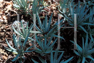 Picture of Dudleya hassei 