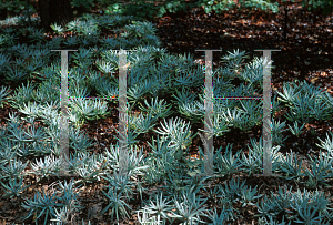 Picture of Dudleya hassei 