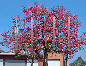 Picture of Ceiba speciosa 