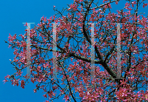 Picture of Ceiba speciosa 