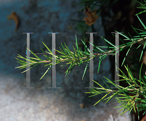 Picture of Grevillea x 'Noellii'