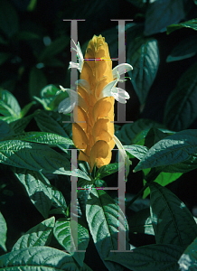 Picture of Pachystachys lutea 