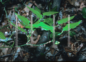 Picture of Smilax rotundifolia 