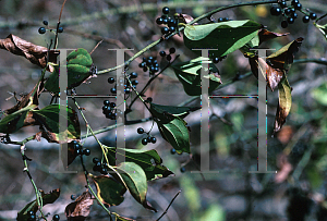 Picture of Smilax hispida 