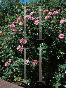 Picture of Rosa  'Jacbow (Kaleidoscope)'