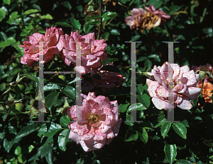 Picture of Rosa  'Jacbow (Kaleidoscope)'