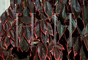 Picture of Acalypha wilkesiana 