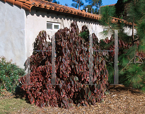 Picture of Acalypha wilkesiana 