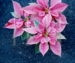 Picture of Euphorbia pulcherrima 'Peterstar Silver Bells'