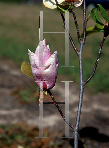 Picture of Magnolia x soulangiana 'Big Pink'