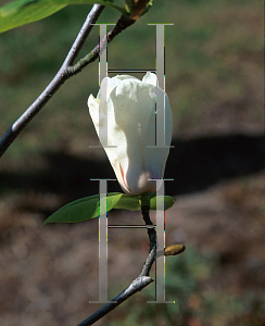 Picture of Magnolia x 'Elisa Odenwald'