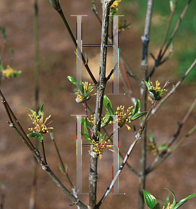 Picture of Cornus mas 'Spring Glow'