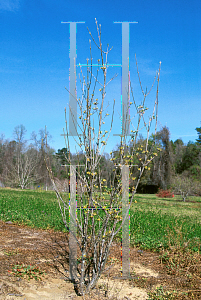 Picture of Cornus mas 'Spring Glow'