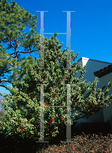 Picture of Ilex rotunda 