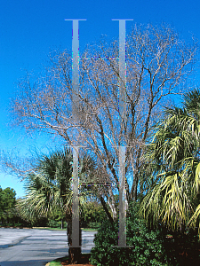 Picture of Salix matsudana 'Tortuosa'