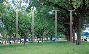 Picture of Ulmus americana 