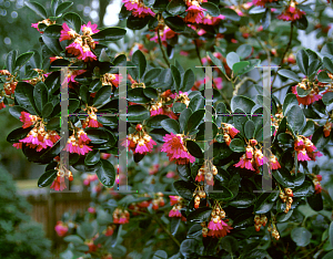 Picture of Rhodoleia championii 