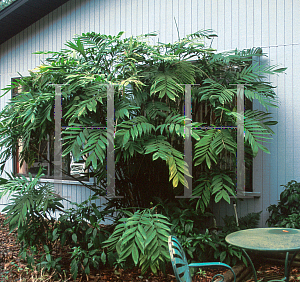 Picture of Chamaedorea microspadix 