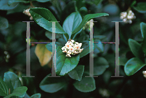 Picture of Viburnum suspensum 