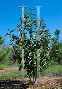 Picture of Michelia doltsopa  x figo 'Foveolata'