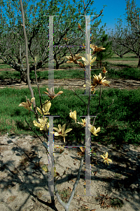 Picture of Magnolia x 'Butterflies'