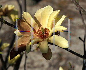 Picture of Magnolia x 'Butterflies'