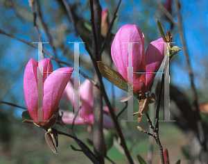 Picture of Magnolia x 'Jane'