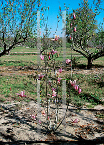 Picture of Magnolia x 'Jane'