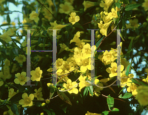 Picture of Gelsemium sempervirens 