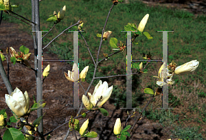 Picture of Magnolia x 'Elizabeth'