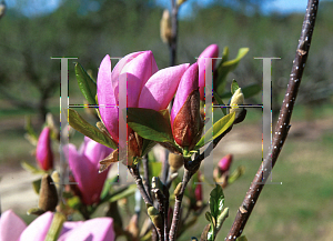 Picture of Magnolia x 'Ann'